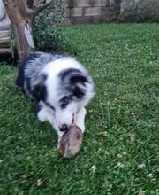 Crousticanin image 6