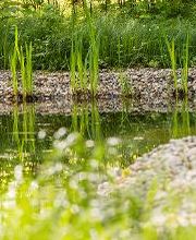 FriedWald Rheinau Bild 6