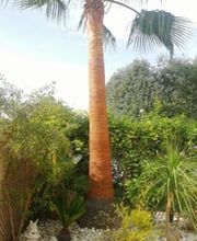 Jardineros_de_Murcia_1.jpeg
