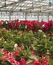 Jardinerie Bretière image 3