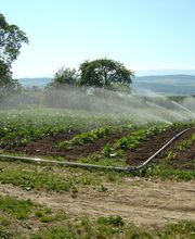 Gfeller maraîcher bio Bild 5