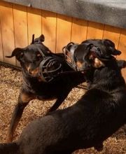 Hundeschule Wauschlau - Social Day	Social Day in der Hundeschule Wauschlau: Geführte Hundebegegnungen nach Einzeltraining. Sozialverträglichkeit einschätzen, Begegnungen üben und Hund-Halter-Team nachhaltig im Alltag stärken.