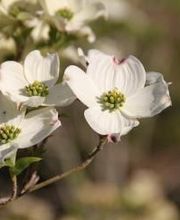 Pépinières Lafitte image 1