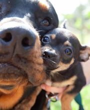 Angel Animal Hospital & Boarding image 2