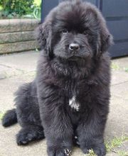 Clinica Veterinaria Exotia Santa Ursula imagen 17