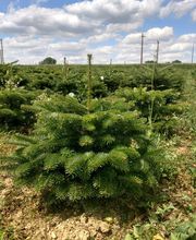 Scea Tavarson Sylviculture image 2