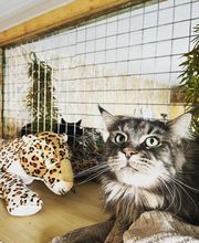 Hotel-cats.com image 2