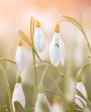 Dietz Gartenbau GmbH Bild 5