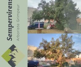 Sempervirens image 11