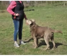 Hundeschule Mosig Bild 2