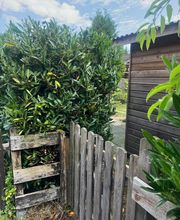 Haus-&Gartenservice Rose Bild 32