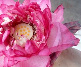 LAKSHMI YOGA image 2
