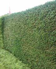 Brühlmann Liegenschaftenbetreuungen GmbH Bild 11