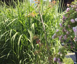 Elztal Gartenbau Bild 59