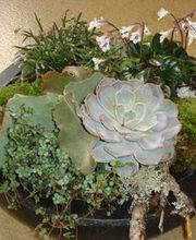 BlumenAmbiance GmbH Bild 7