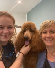 Joli Chien ! image 1