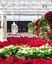 Gärtnerei Allemann GmbH Bild 3