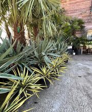 Pépinière Côté Jardin image 1