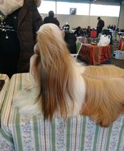 Hundesalon Toxi Horgen Bild 4