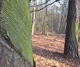 FriedWald Mühlenbecker Land Bild 6