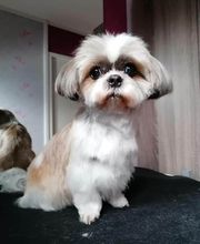 Aux Toutous Choyés image 14