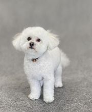 Détente Canine image 7