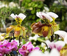 Garten-Center Spiering GmbH Wesel Bild 76