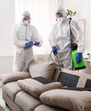 Eradication Nuisibles image 3