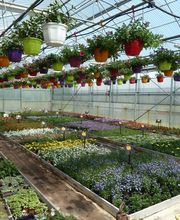 Violet EARL image 7