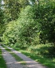 FriedWald Rheinau Bild 1