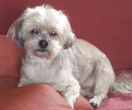 MODEL S CANIN image 1