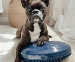 FITBUDDYS Tierheilpraxis & BARF-Shop Bild 1