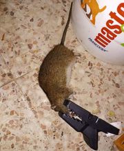 Sebastien Anti Nuisibles image 16