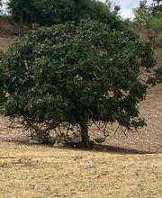 EARL DES GUITS Ferme la Gaube image 1