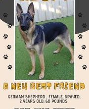 Middendorf Animal Hospital & Laser Centre image 6