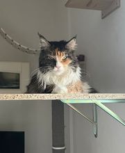 Allevamento Maine Coon Le Fate della Casa immagine 6