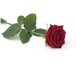 La Rose Rouge