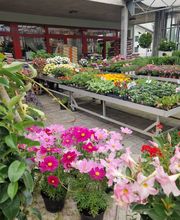 hollenstein blumengarten ag-Blumenshop-Gärtnerei-Gartenbau-Unterhalt-Grabpflege Bild 13
