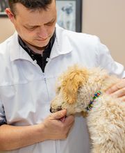 Westside Family Pet Clinic image 4
