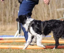 Hundeschule Mosig Bild 15