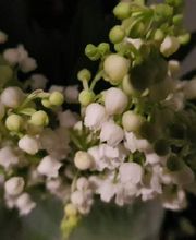 Art et Fleurs image 18