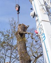 AGS - Arboriste Grimpeur Spécialisé image 8