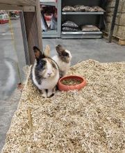 Pets Place afbeelding 7