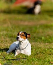 Agil'Canin 36 image 9