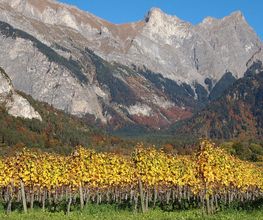 Weingut Jürg & Daniela Bild 2