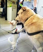 Ospedale Veterinario Ardenza immagine 1