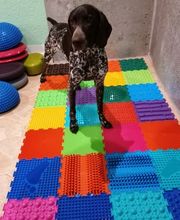 Dog Ways Hundecenter Bild 4