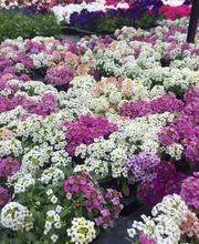 SCEA DE BEAUNE image 4