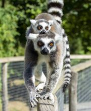 Spaycific'Zoo image 2