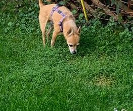 Hundebetreuung Oldies but Goldies Bild 14
